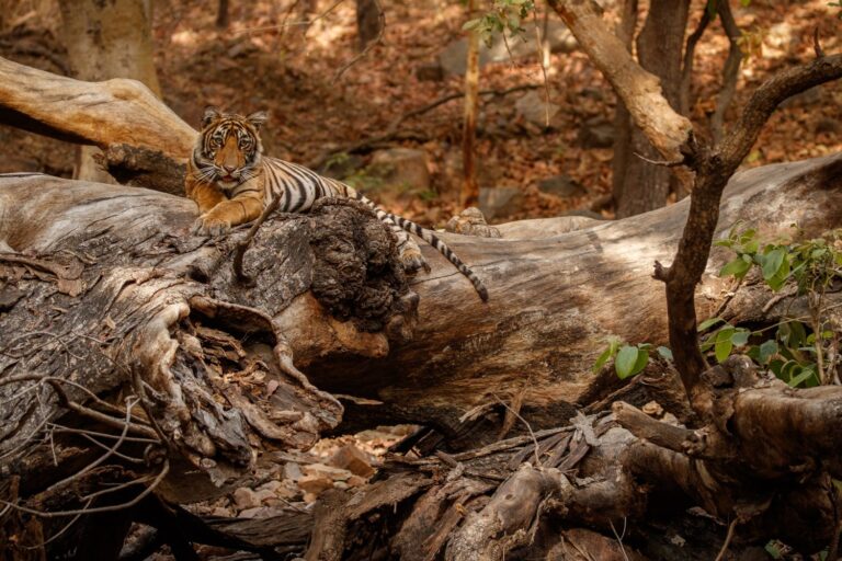 Zion Staples: Exploring Key Attractions and Essentials of Zion National Park